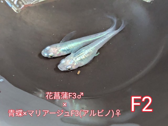 f:id:e-medaka-3846:20250805091455j:image