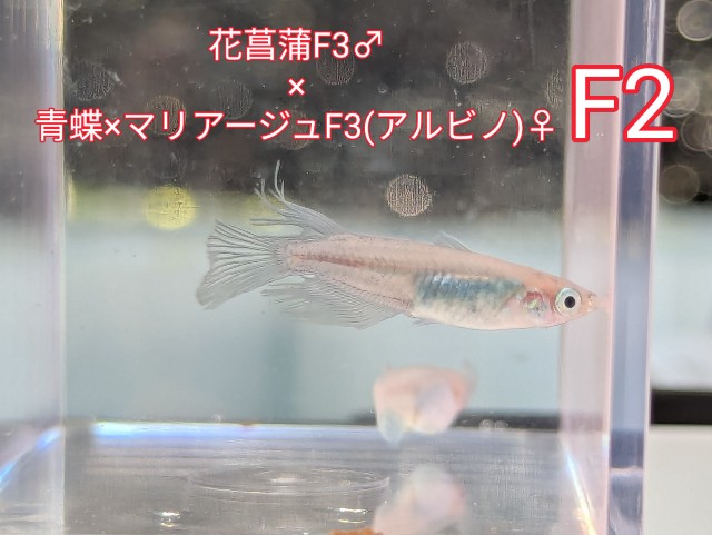 f:id:e-medaka-3846:20250805091513j:image