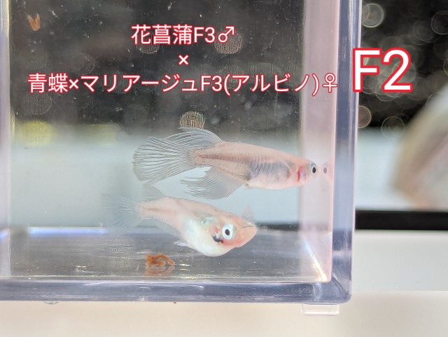f:id:e-medaka-3846:20250805091526j:image