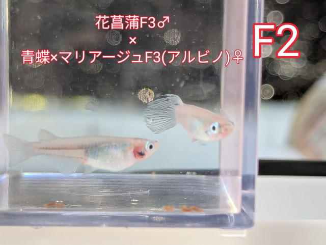 f:id:e-medaka-3846:20250805091550j:image