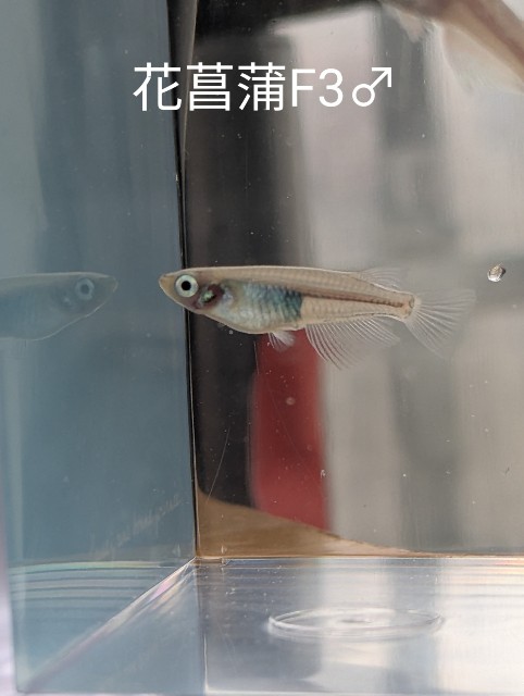 f:id:e-medaka-3846:20250805091631j:image