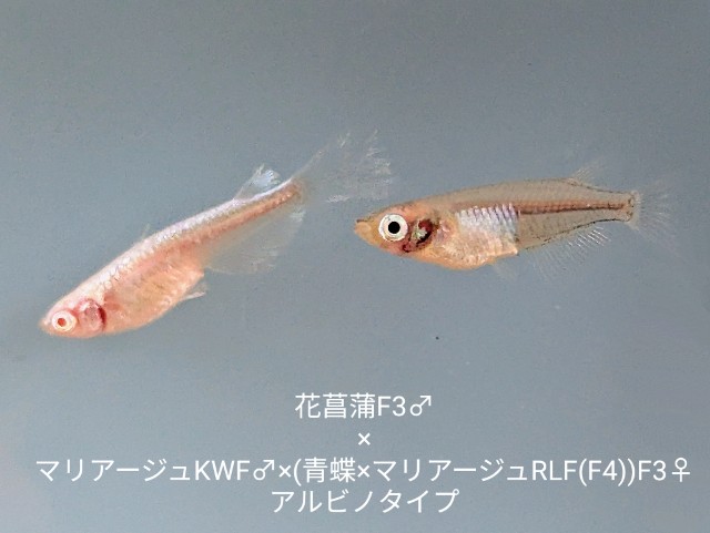 f:id:e-medaka-3846:20250805092730j:image