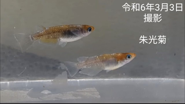 f:id:e-medaka-3846:20250806084551j:image f:id:e-medaka-3846:20250806084551j:image