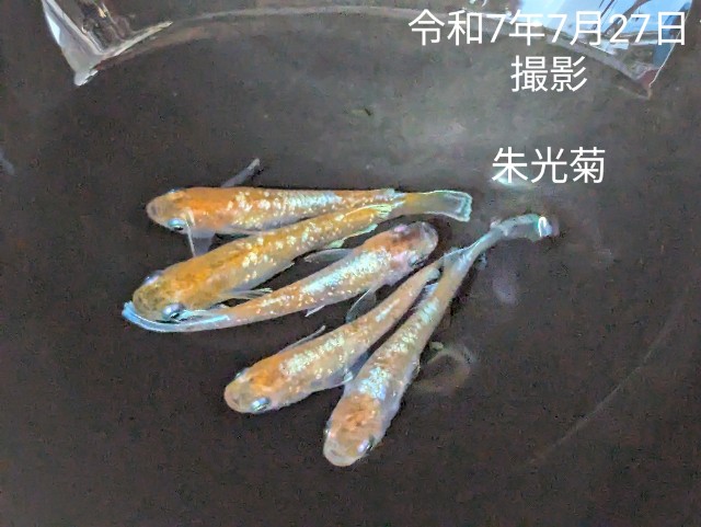 f:id:e-medaka-3846:20250806092818j:image