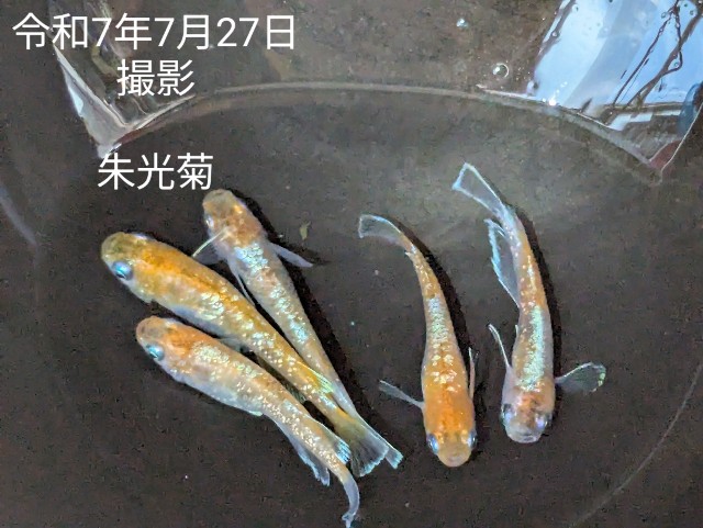 f:id:e-medaka-3846:20250806092828j:image
