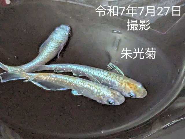 f:id:e-medaka-3846:20250806092852j:image