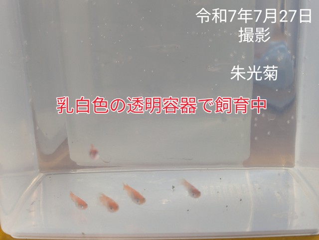f:id:e-medaka-3846:20250806092905j:image
