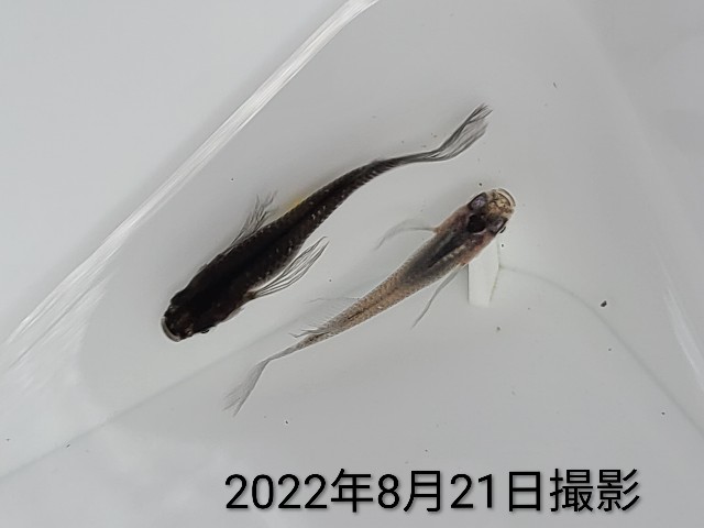 f:id:e-medaka-3846:20250807092750j:image