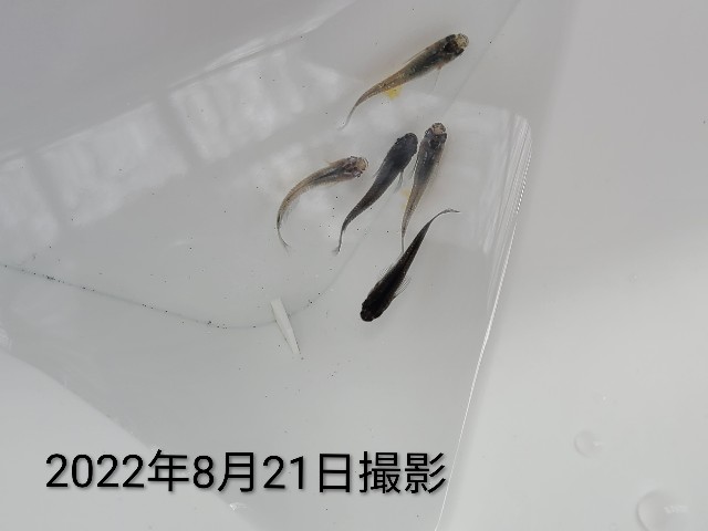 f:id:e-medaka-3846:20250807092851j:image