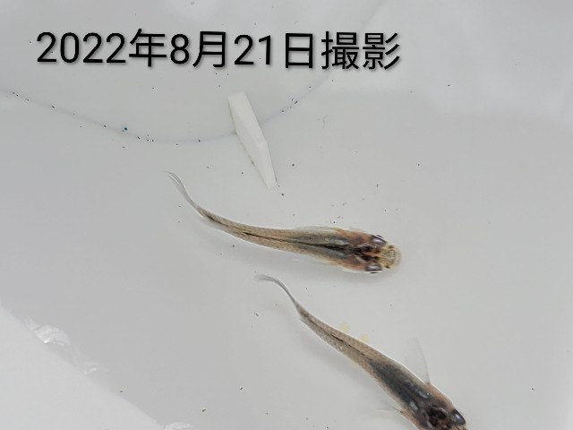 f:id:e-medaka-3846:20250807092907j:image