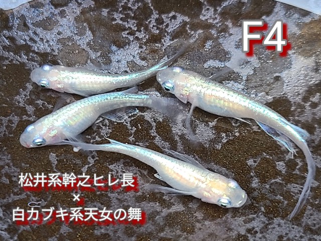 f:id:e-medaka-3846:20250813091608j:image