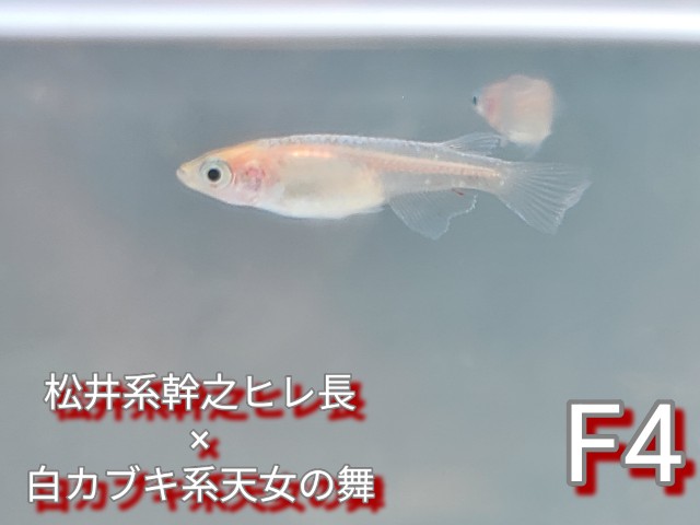 f:id:e-medaka-3846:20250813091620j:image