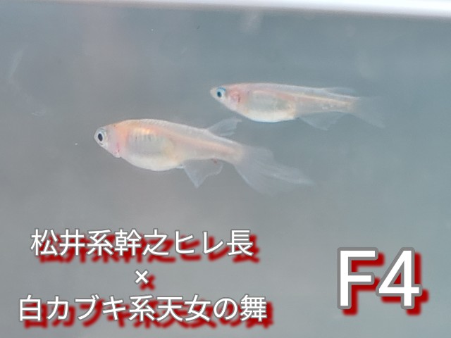 f:id:e-medaka-3846:20250813091631j:image