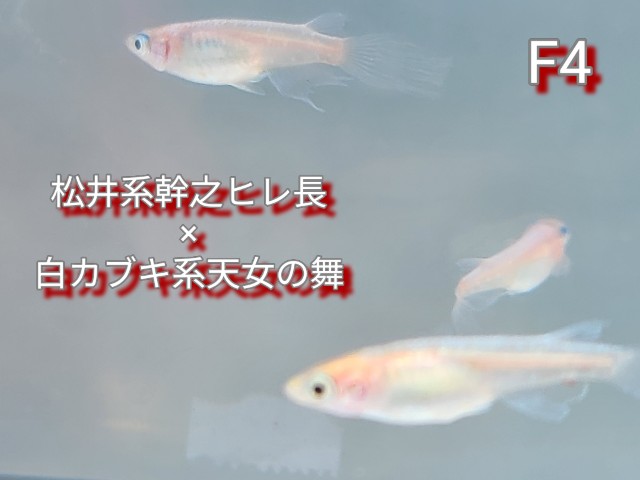 f:id:e-medaka-3846:20250813091649j:image