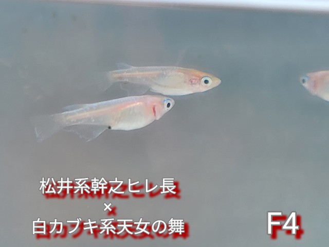 f:id:e-medaka-3846:20250813091700j:image