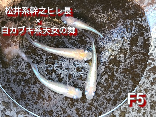 f:id:e-medaka-3846:20250813093036j:image