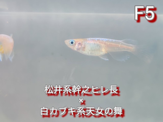 f:id:e-medaka-3846:20250813093046j:image