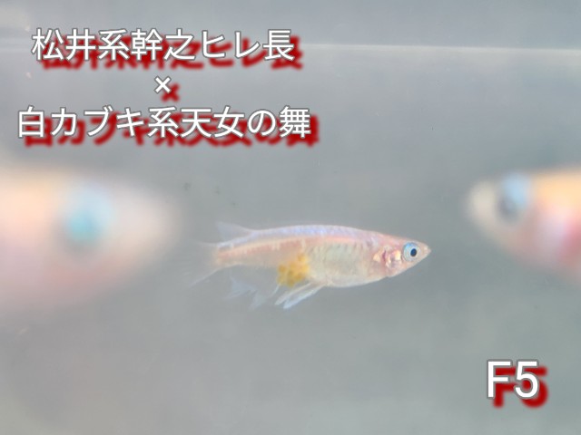 f:id:e-medaka-3846:20250813093056j:image