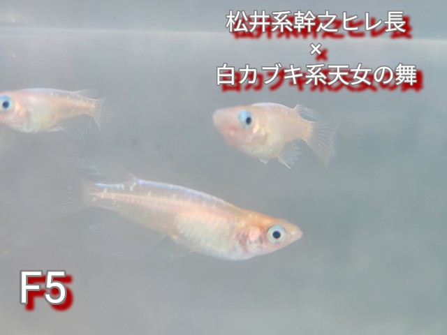 f:id:e-medaka-3846:20250813093108j:image