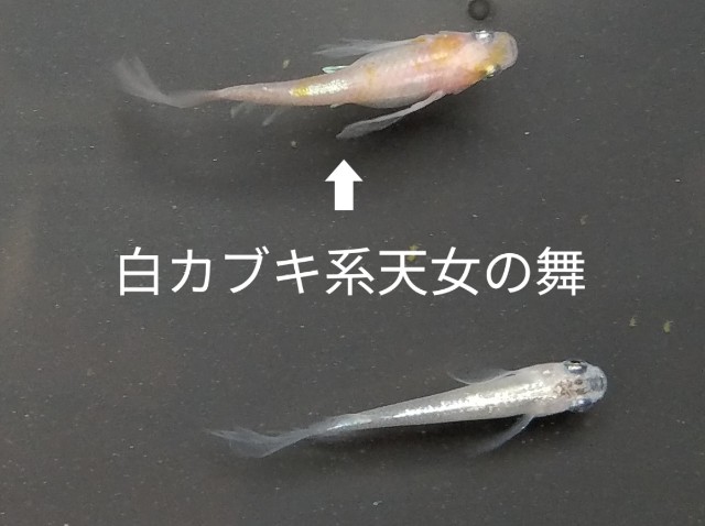 f:id:e-medaka-3846:20250818195630j:image f:id:e-medaka-3846:20250818195630j:image