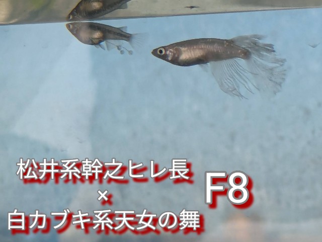 f:id:e-medaka-3846:20250819090653j:image f:id:e-medaka-3846:20250819090653j:image