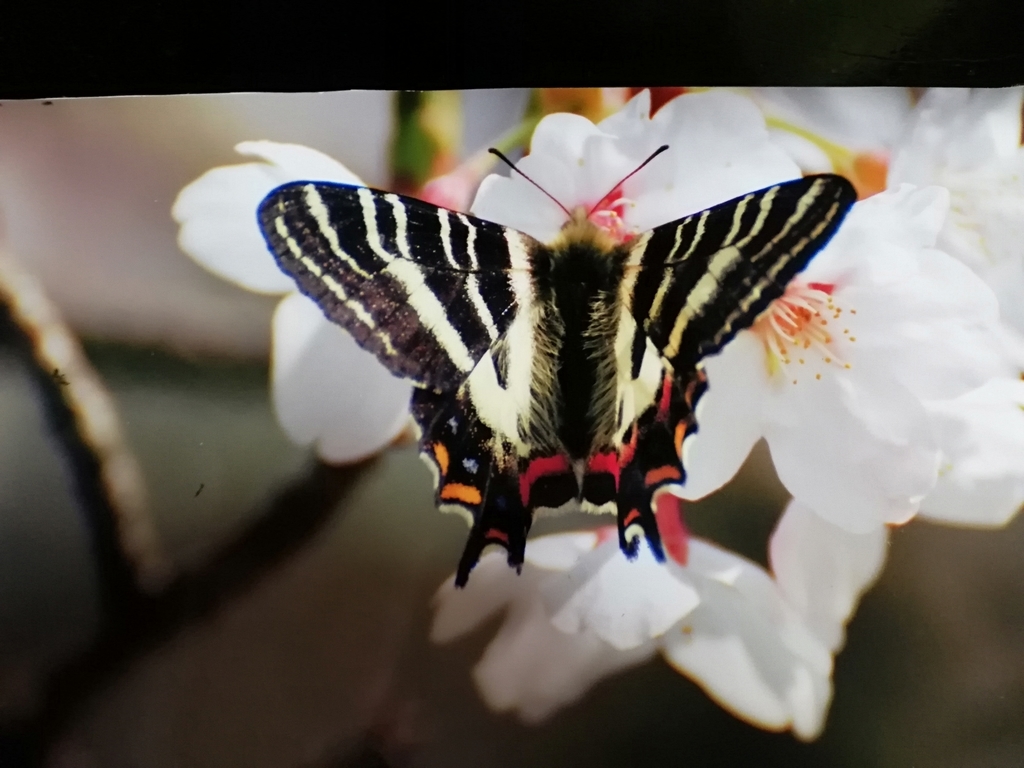 f:id:e-naka:20190207160559j:plain