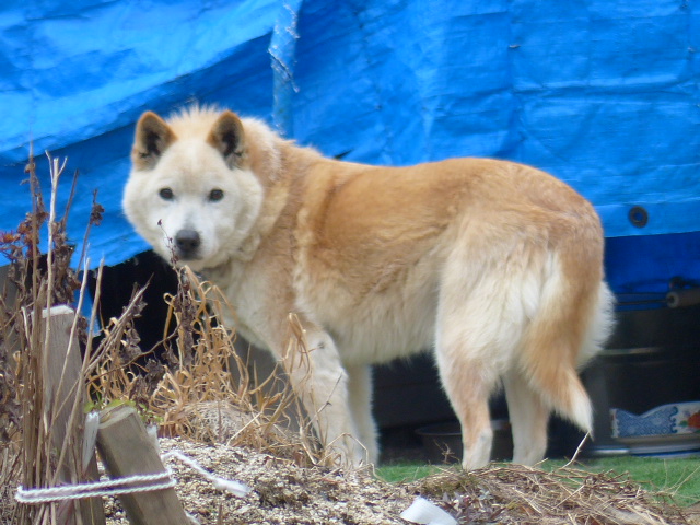 f:id:e-naka:20190209154942j:plain