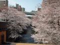 石神井川の桜