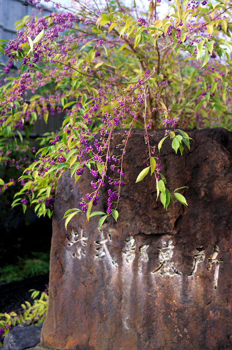紫式部のお墓とムラサキシキブ 2021年 秋 - 京都をゆく。