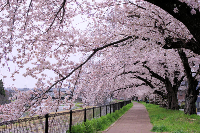 f:id:e-sakedot:20220408193818j:plain