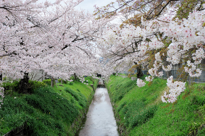 f:id:e-sakedot:20220411201558j:plain