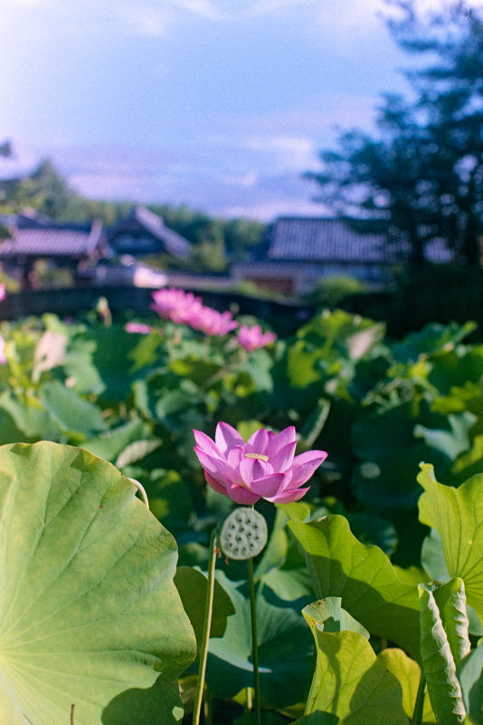 天龍寺の蓮～嵯峨野竹林 2025年 夏 - 京都をゆく。