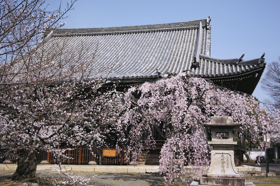 平女と立本寺の枝垂桜 2026年 春 - 京都をゆく。