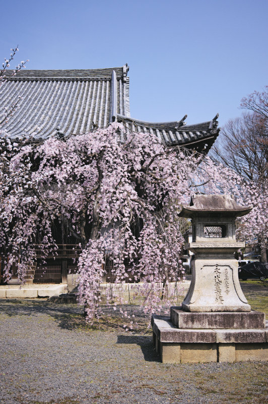 平女と立本寺の枝垂桜 2026年 春 - 京都をゆく。