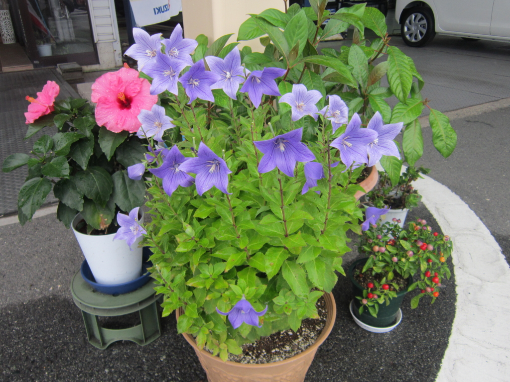 f:id:e-woodbell:20150902161732j:plain