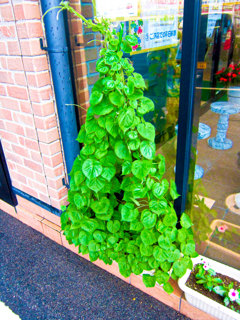 f:id:e-woodbell:20150903164050j:plain f:id:e-woodbell:20150903164050j:plain