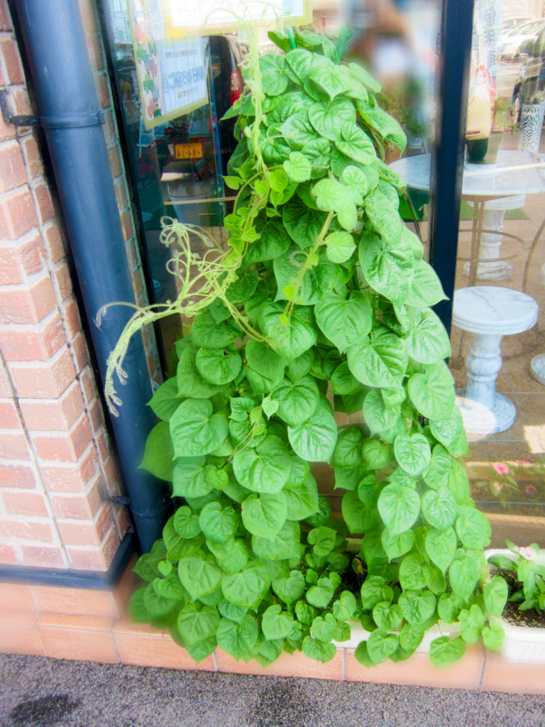 f:id:e-woodbell:20150903164124j:plain f:id:e-woodbell:20150903164124j:plain