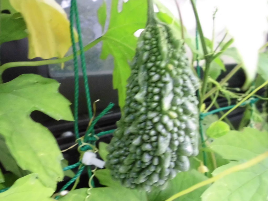 f:id:e-woodbell:20150903164518j:plain