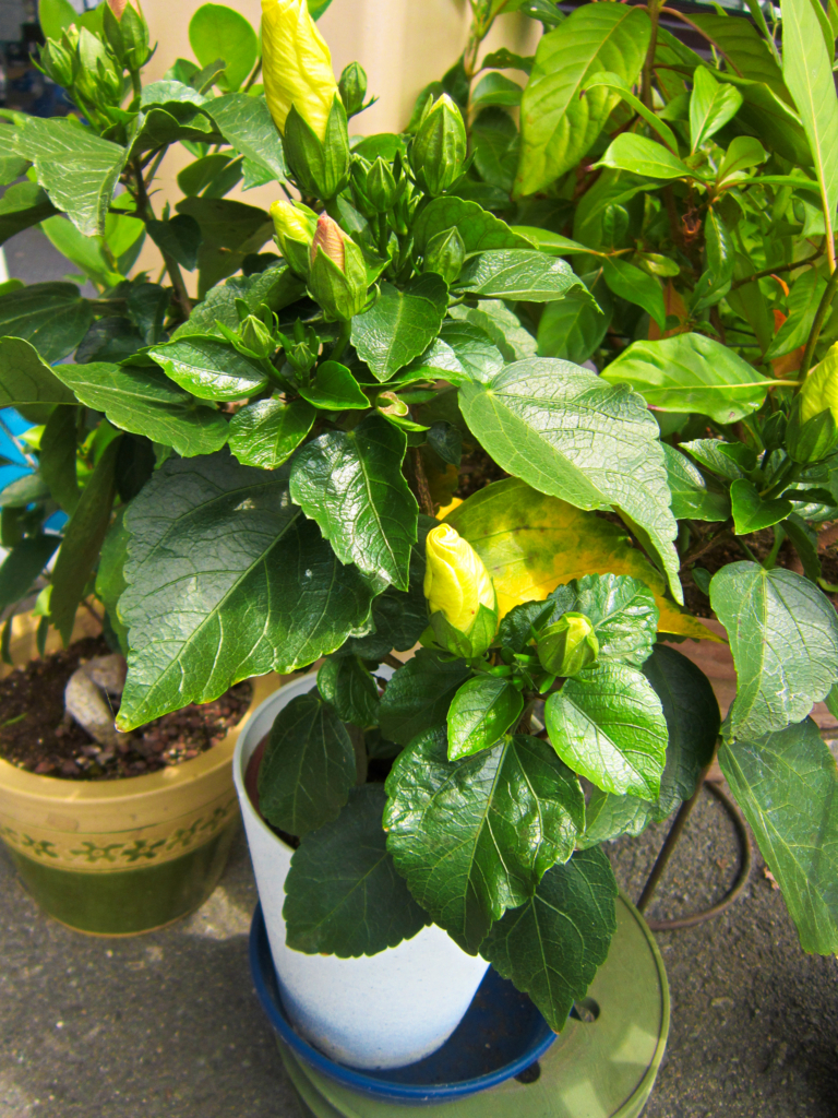 f:id:e-woodbell:20150904142206j:plain