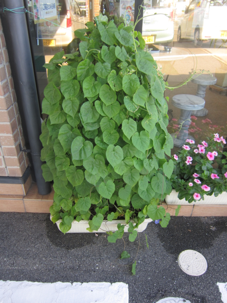 f:id:e-woodbell:20150929122555j:plain