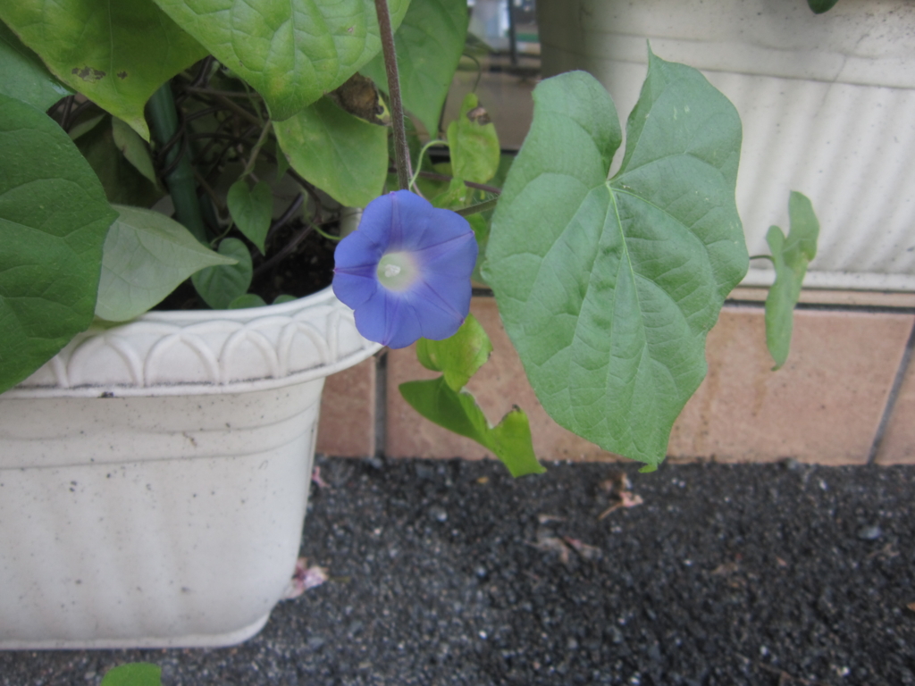 f:id:e-woodbell:20150929122720j:plain