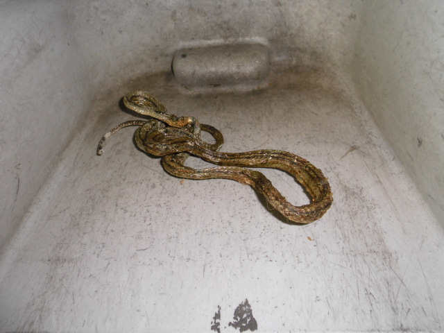f:id:e-woodbell:20151019181729j:plain f:id:e-woodbell:20151019181729j:plain