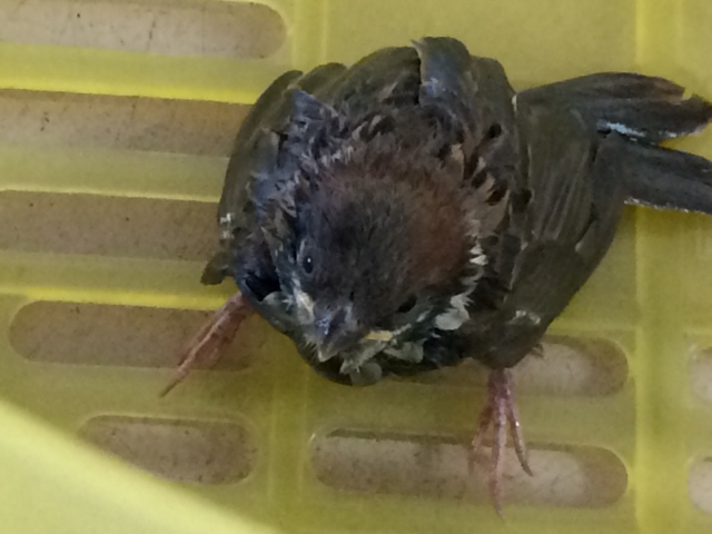 f:id:e-woodbell:20160430174754j:plain f:id:e-woodbell:20160430174754j:plain