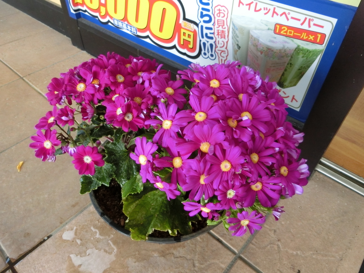 f:id:e-woodbell:20190317091925j:plain