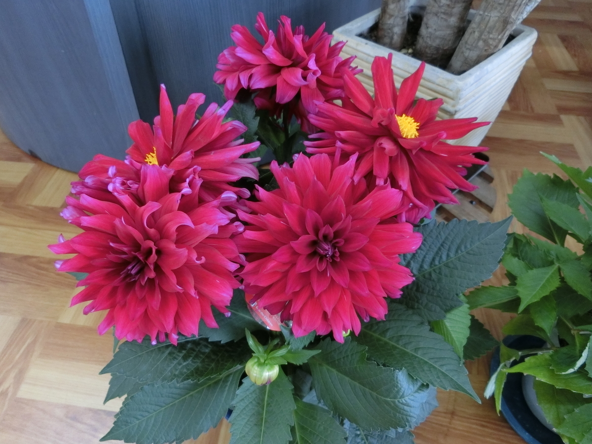 f:id:e-woodbell:20190415104914j:plain