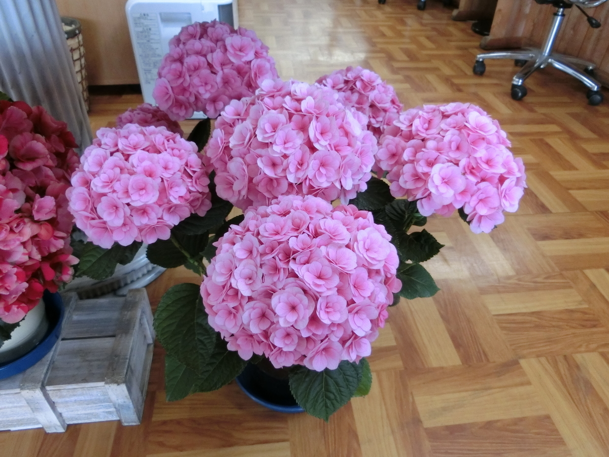 f:id:e-woodbell:20190415104941j:plain