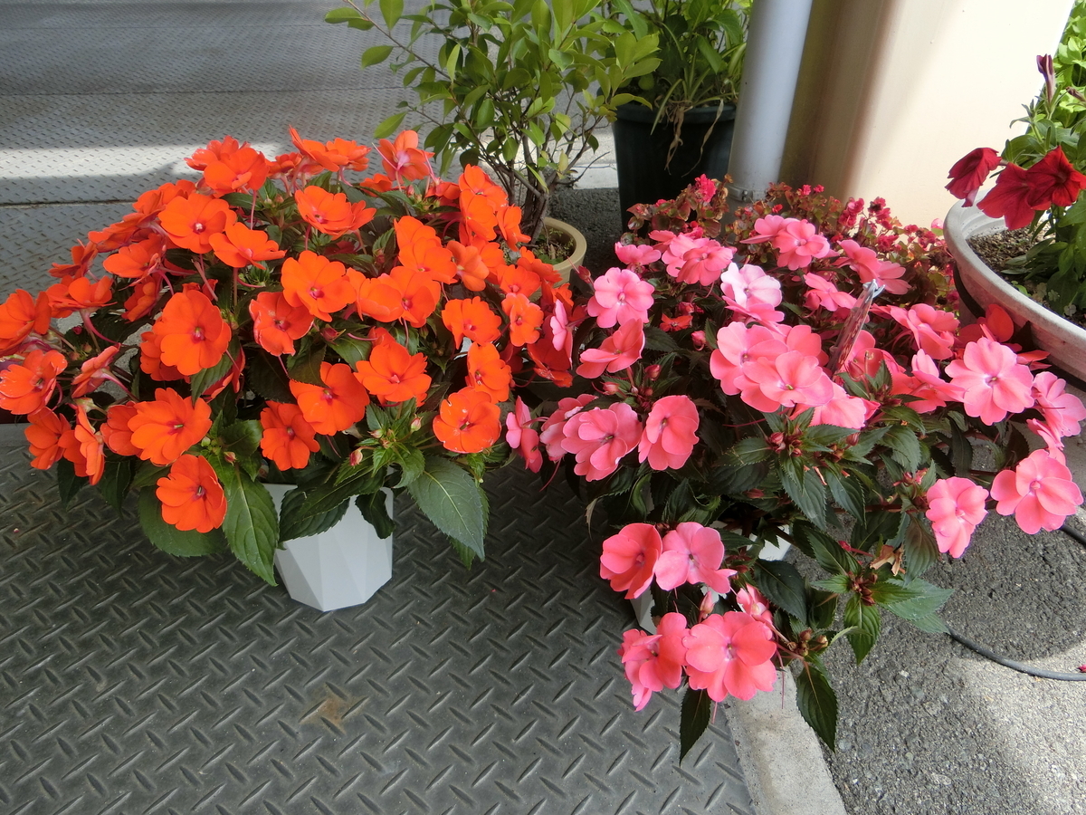 f:id:e-woodbell:20190516125437j:plain