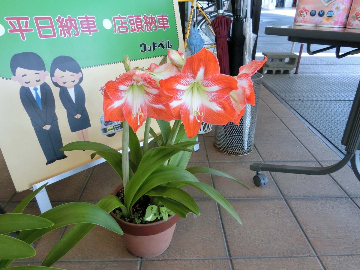 f:id:e-woodbell:20190525133546j:plain