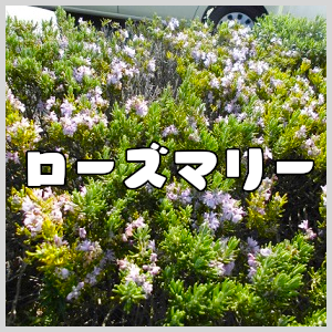 f:id:e-woodbell:20210409105549p:plain