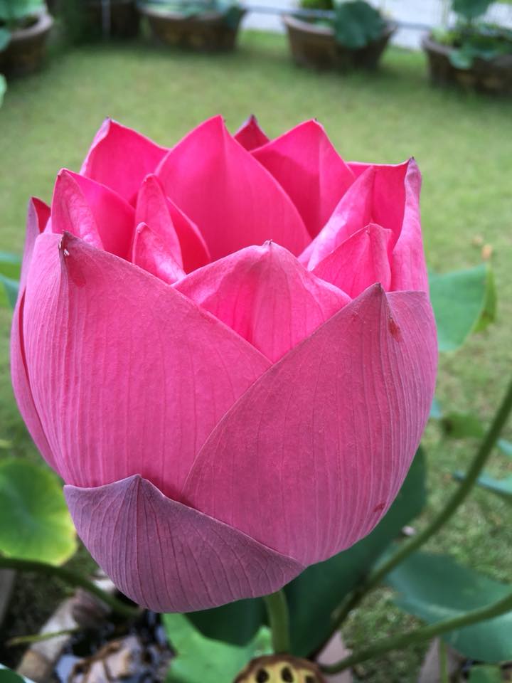 f:id:e7smilemi:20180604214433j:plain